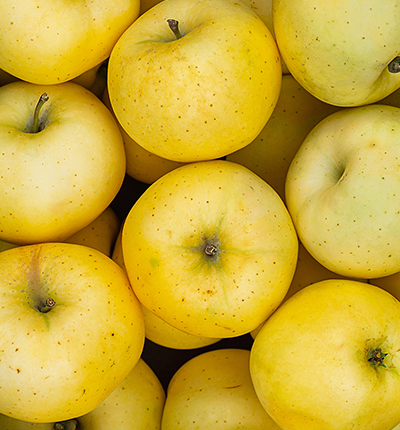 [알뜰상품] 시나노골드 사과 (900g 내외 / 3과) 