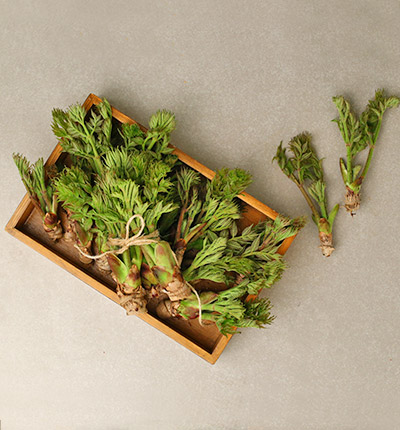 [제철상품] 고창 참두릅 250g*2팩(500g)